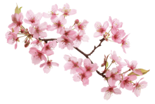 cherry blossm